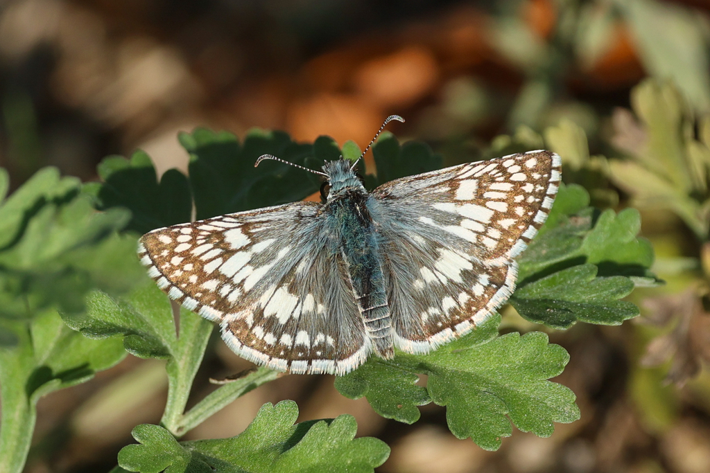 Burnsius communis (Common Checkered-Skipper), California species
