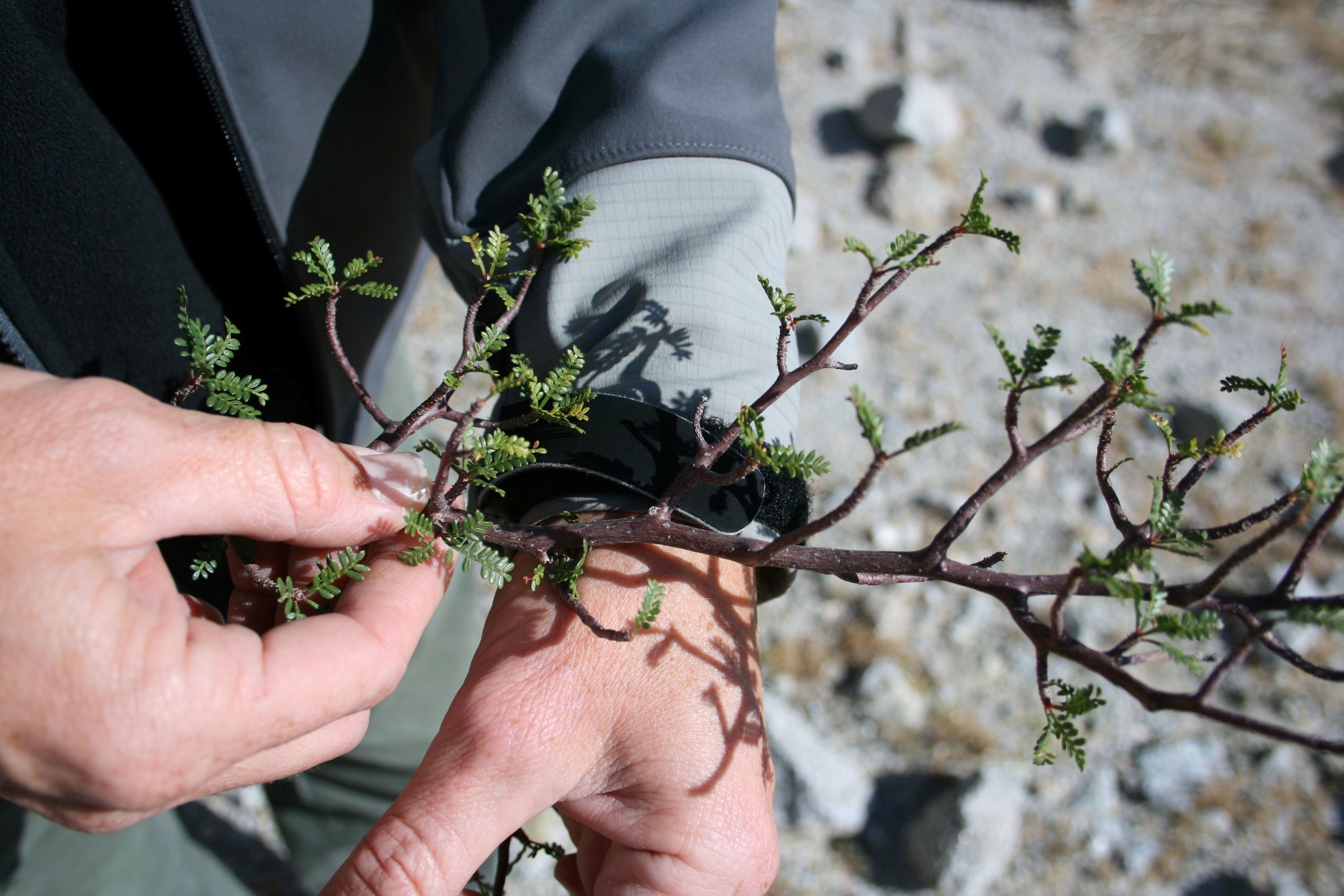 Bursera microphylla (Littleleaf elephant tree), native California shrub / tree