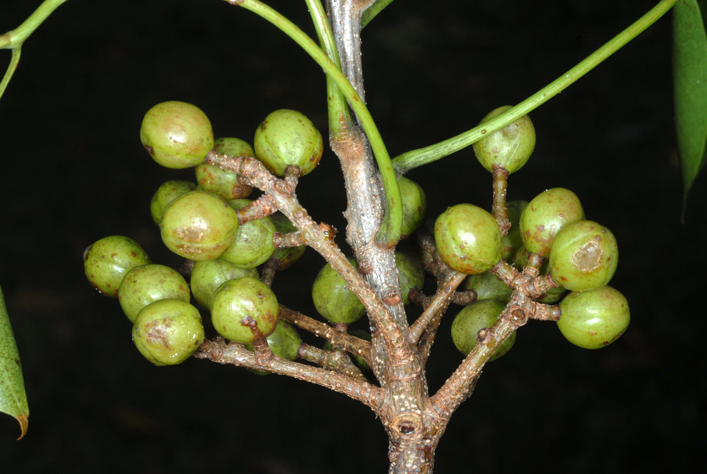 Bursera sp. (Elephant tree), native California tree
