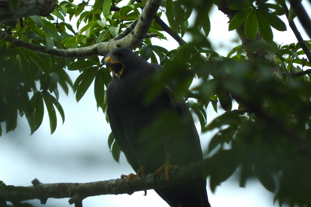 Buteo albonotatus (Zone-tailed Hawk), California species