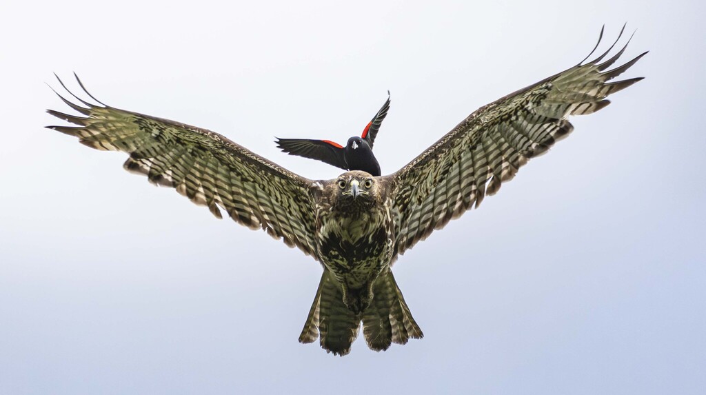 Buteo jamaicensis (Red-tailed Hawk), California species