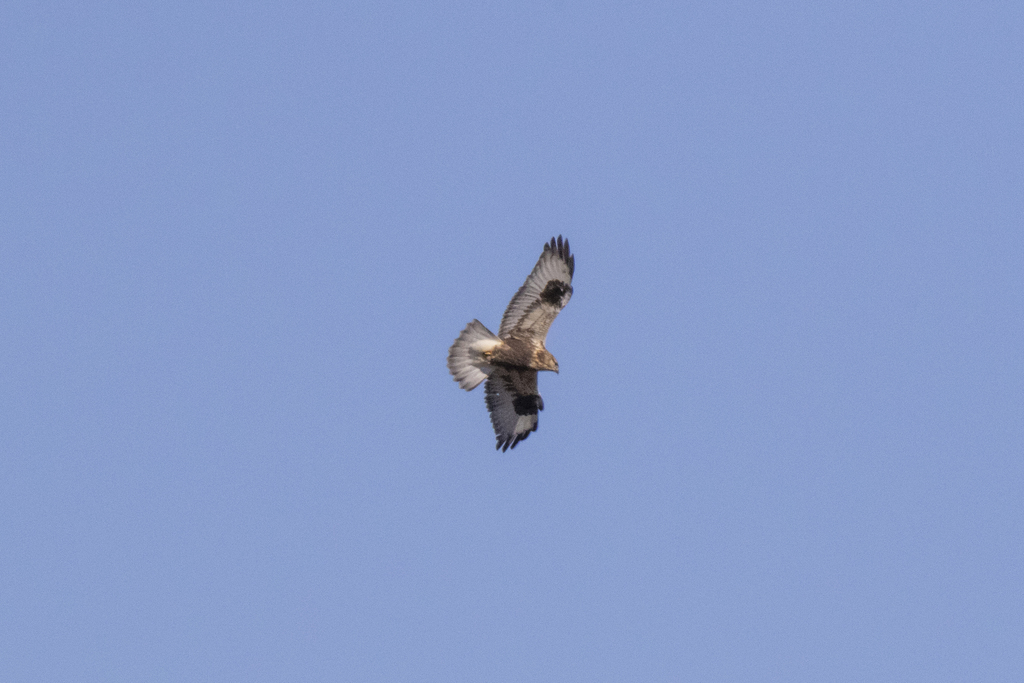 Buteo lagopus (Rough-legged Hawk), California species