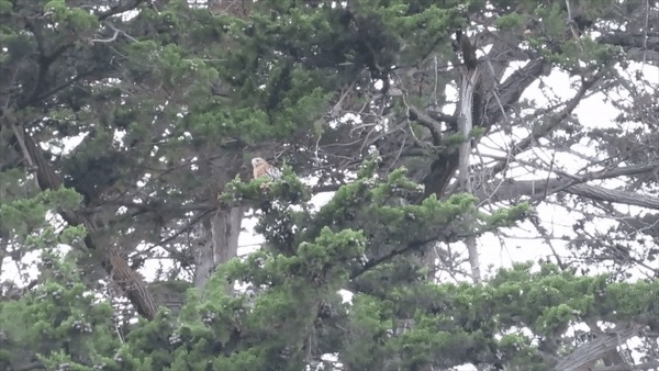 Buteo lineatus (Red-shouldered Hawk), California species