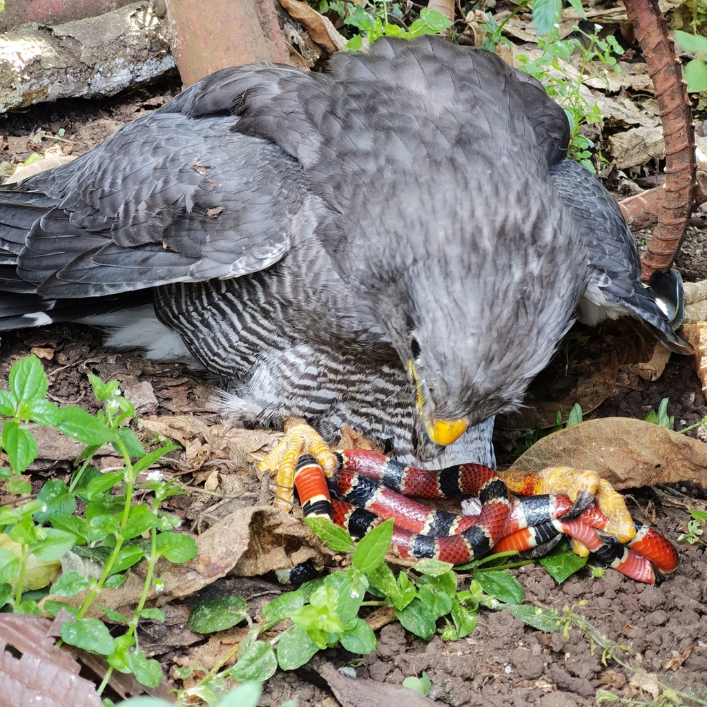 Buteo plagiatus (Gray Hawk), California species