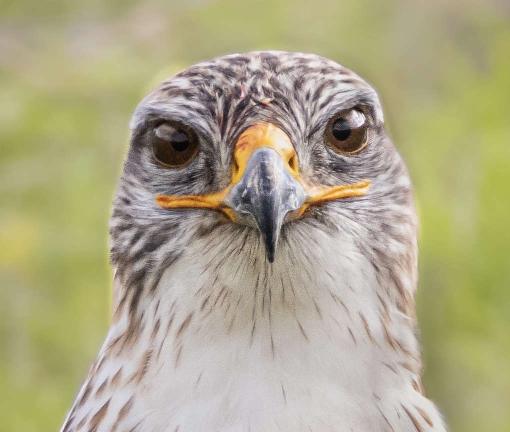 Buteo regalis (Ferruginous Hawk), California species