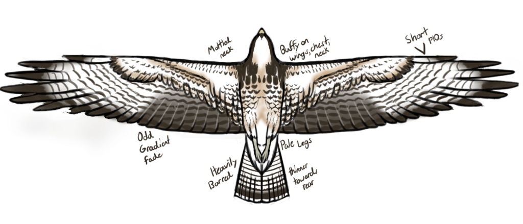 Buteo swainsoni (Swainson’s hawk), California species