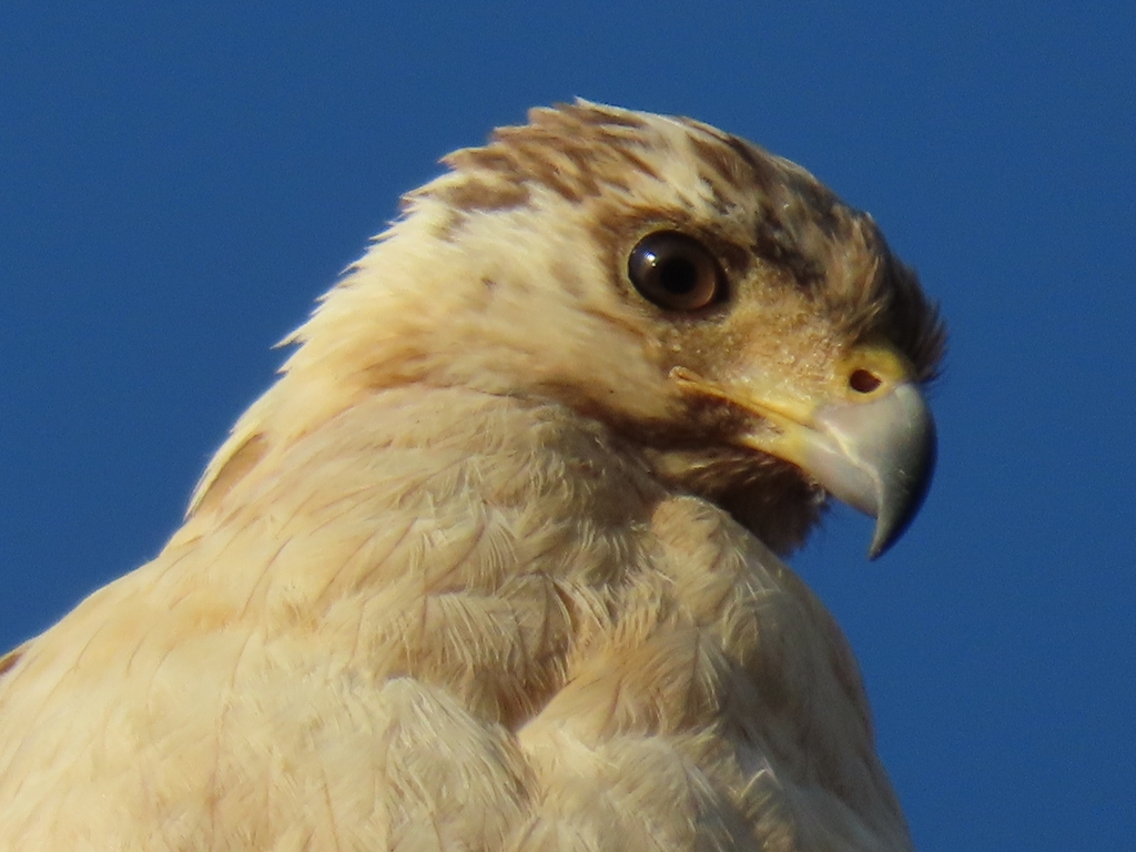 Buteogallus anthracinus (Common Black Hawk), California species