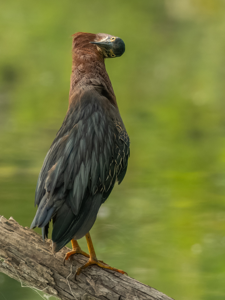 Butorides virescens (Green Heron), California species