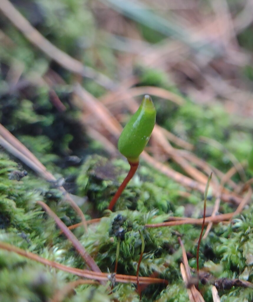 Buxbaumia viridis (green bug moss), California bryo