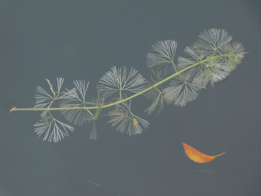 Cabomba caroliniana (Carolina fanwort), non-native California herb