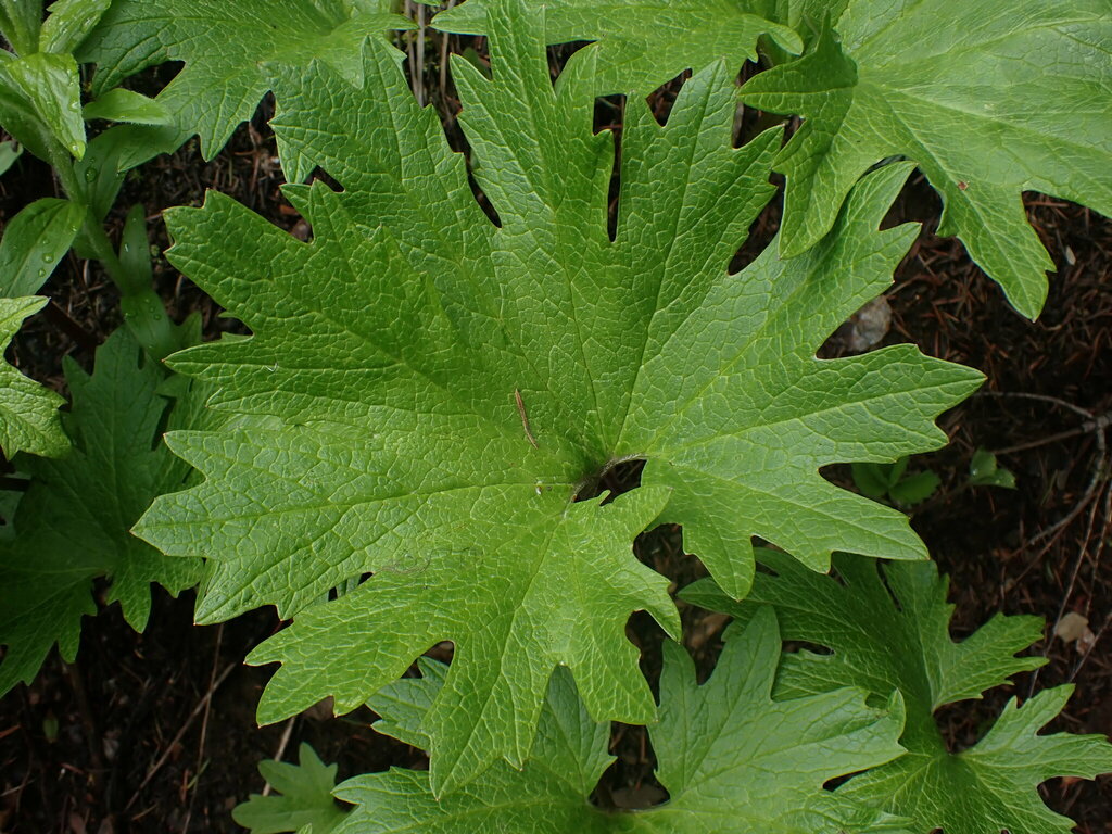 Cacaliopsis nardosmia (Cut leaf cacaliopsis), native California herb