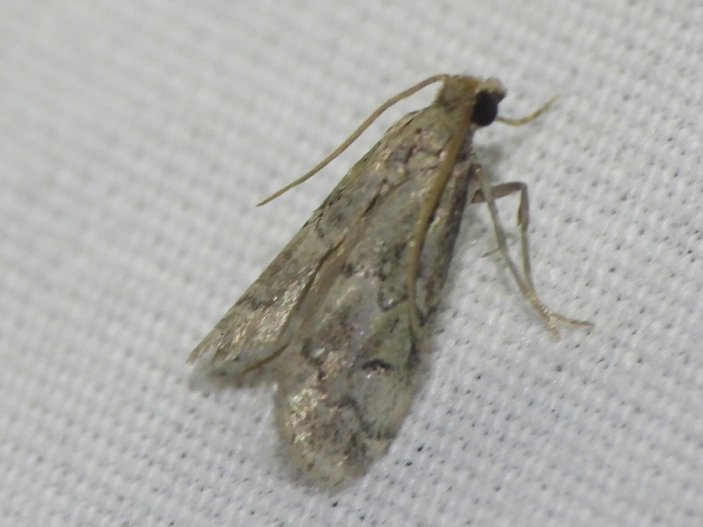 Cacotherapia angulalis, California species