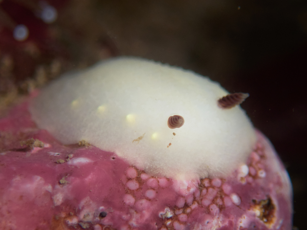 Cadlina flavomaculata (Yellow-spotted Cadlina), California species