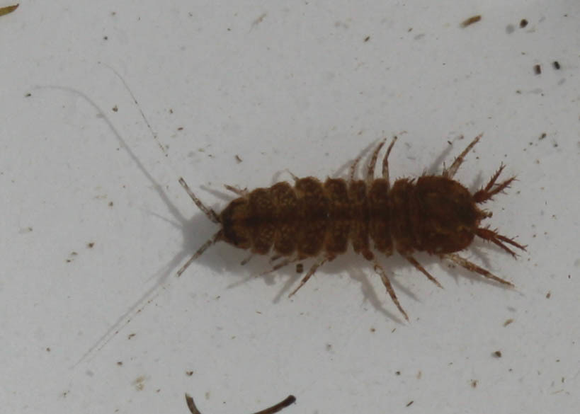Caecidotea tomalensis (Tomales Isopod), California species
