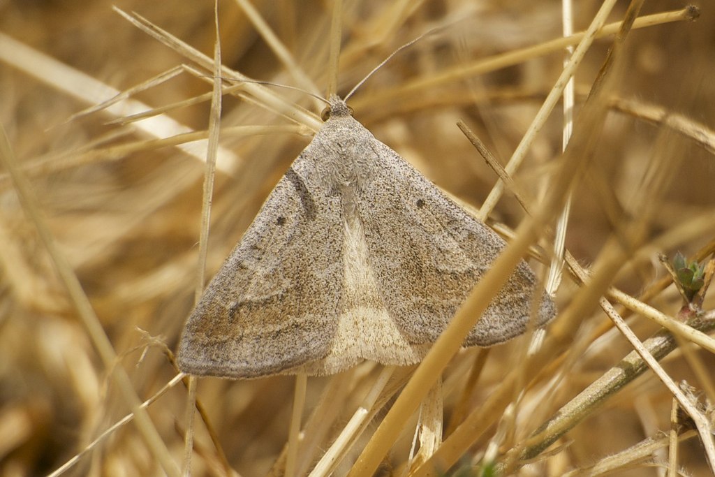 Caenurgia togataria, California species