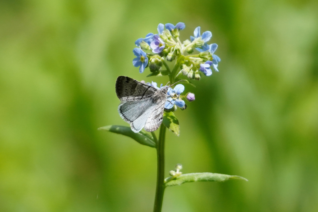 Caenurgina caerulea (Cerulean Looper), California species
