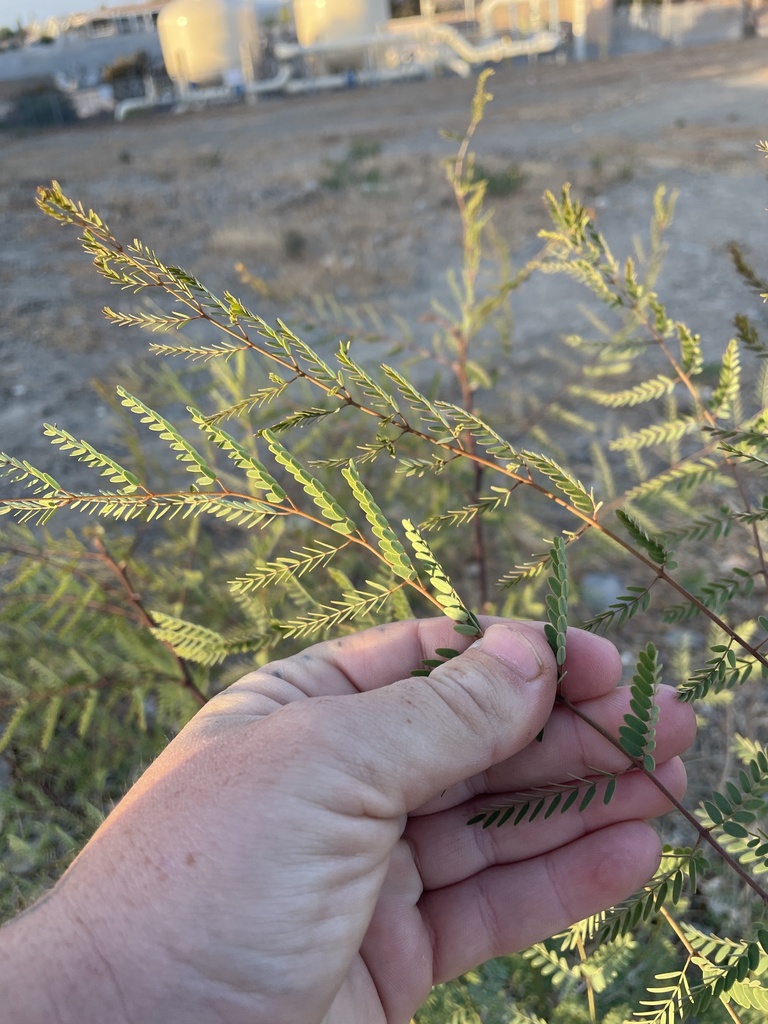 Caesalpinia gilliesii (Bird-of-paradise), non-native California shrub / tree