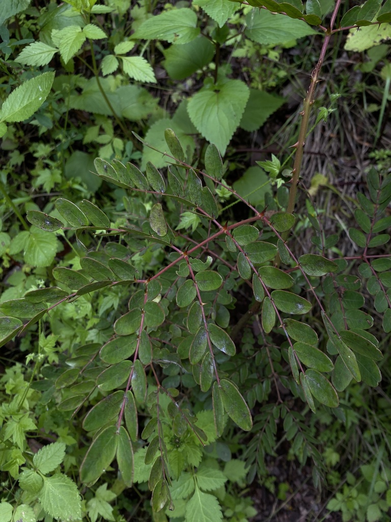 Caesalpinia spinosa (Tara), non-native California shrub / tree