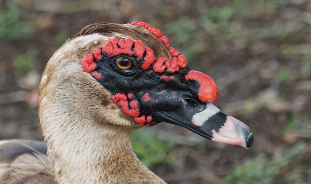 Cairina moschata (Muscovy Duck), California species