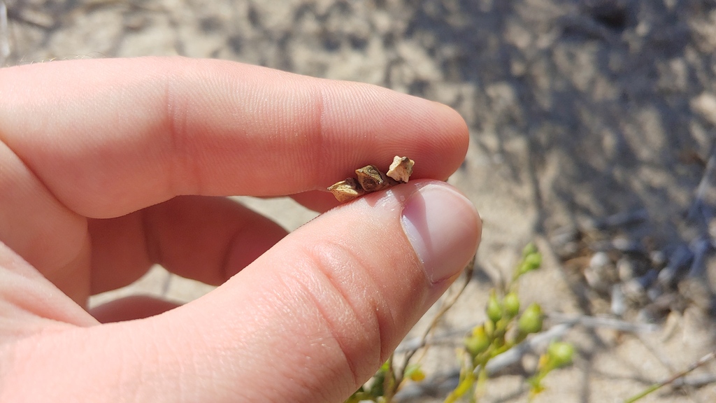 Cakile edentula (American searocket), non-native California herb