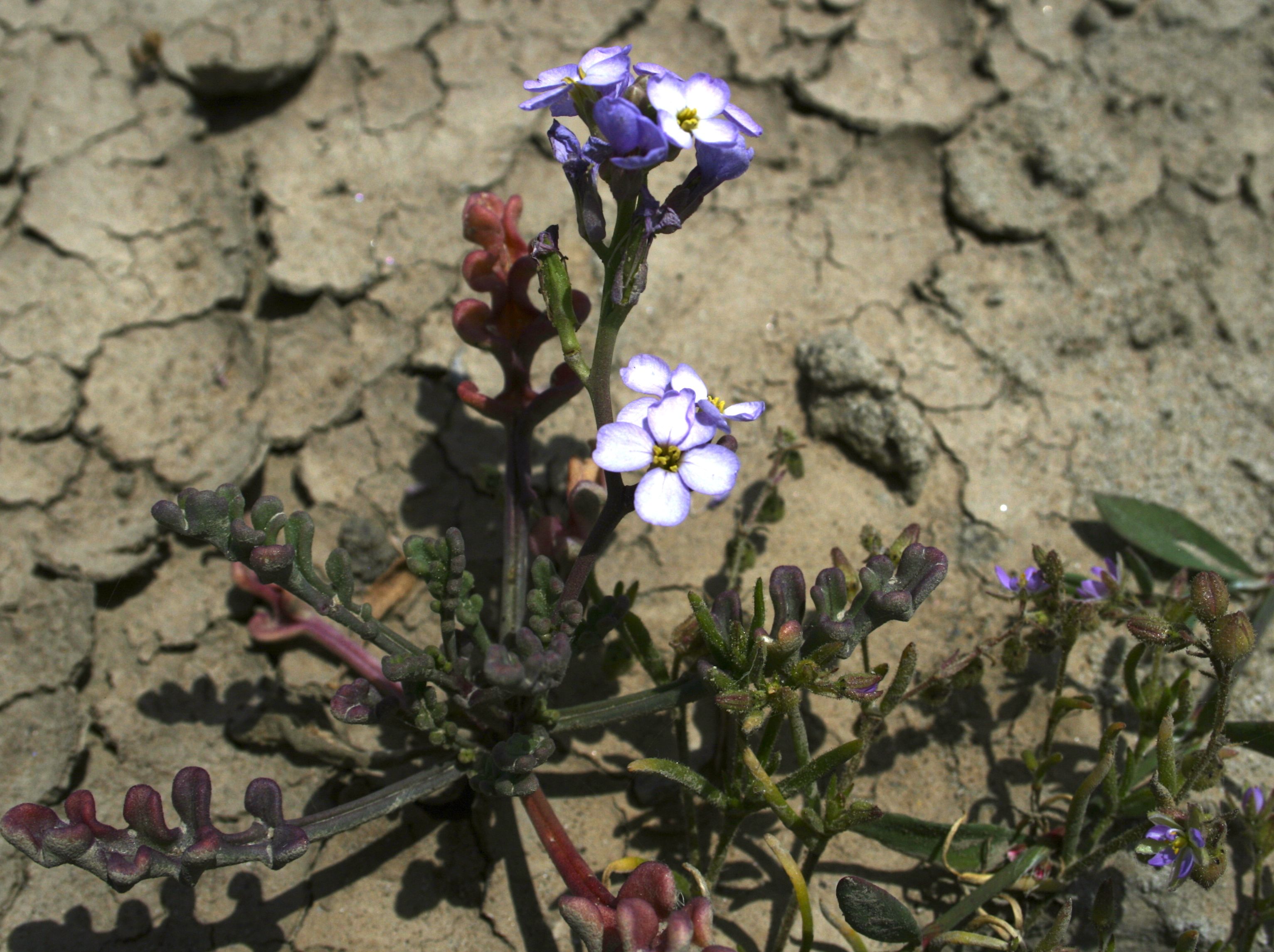 Cakile maritima (European searocket), non-native California herb