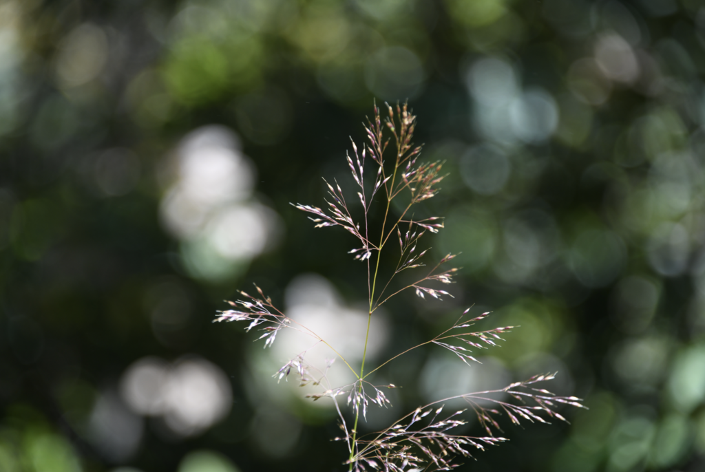 Calamagrostis bolanderi (Bolander's reed grass), native California grass