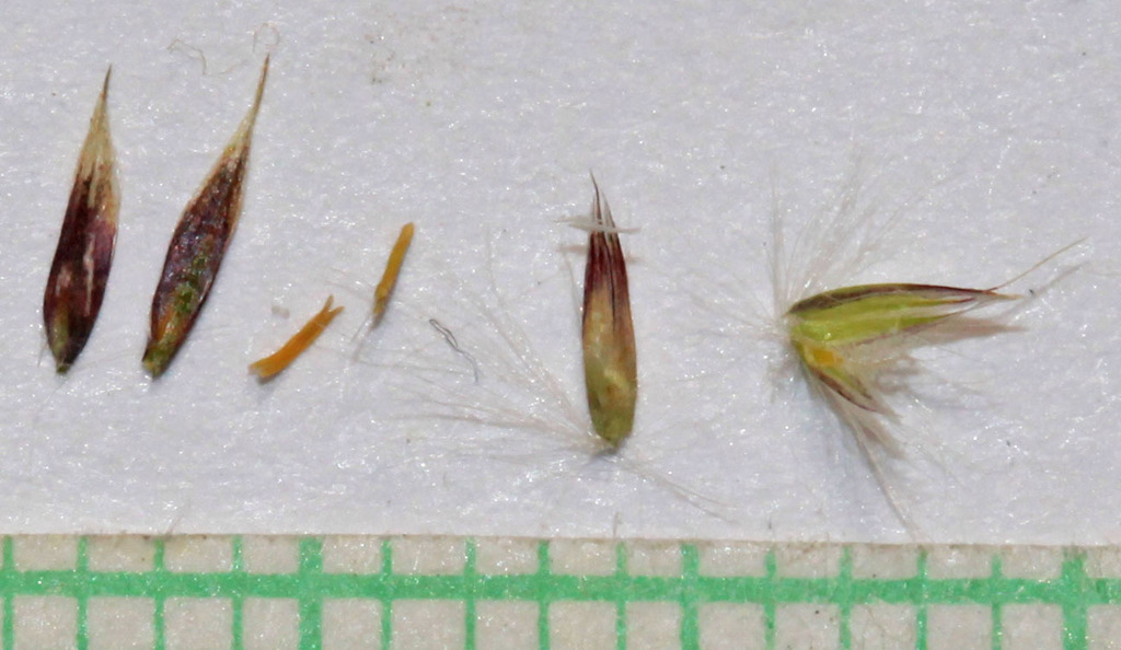 Calamagrostis canadensis (Bluejoint reedgrass), native California grass