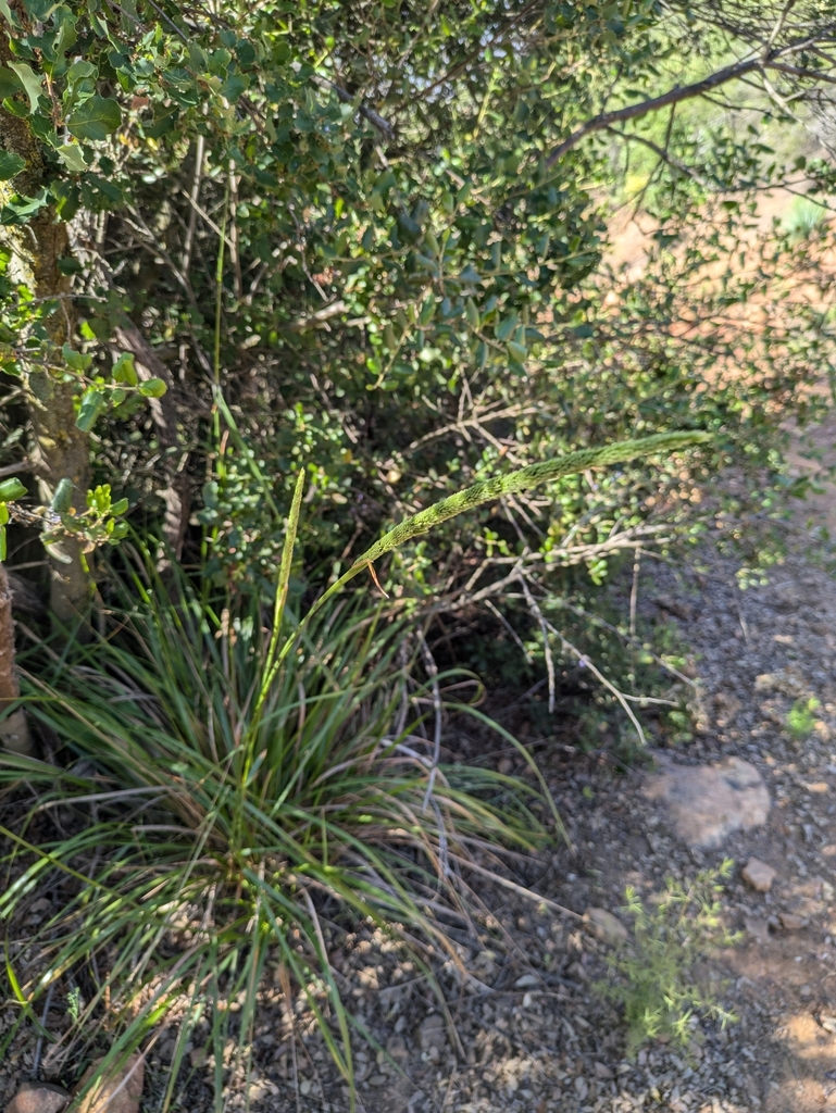 Calamagrostis koelerioides (Dense-pine reed grass), native California grass