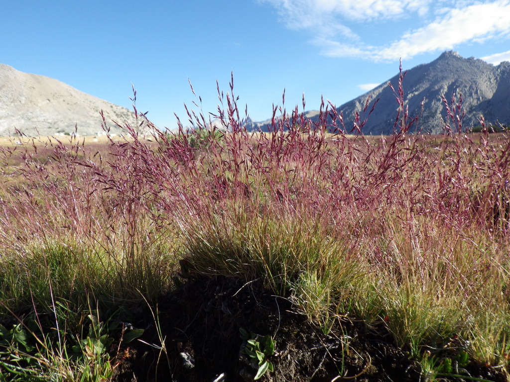 Calamagrostis muiriana (Muir's reed grass), native California grass