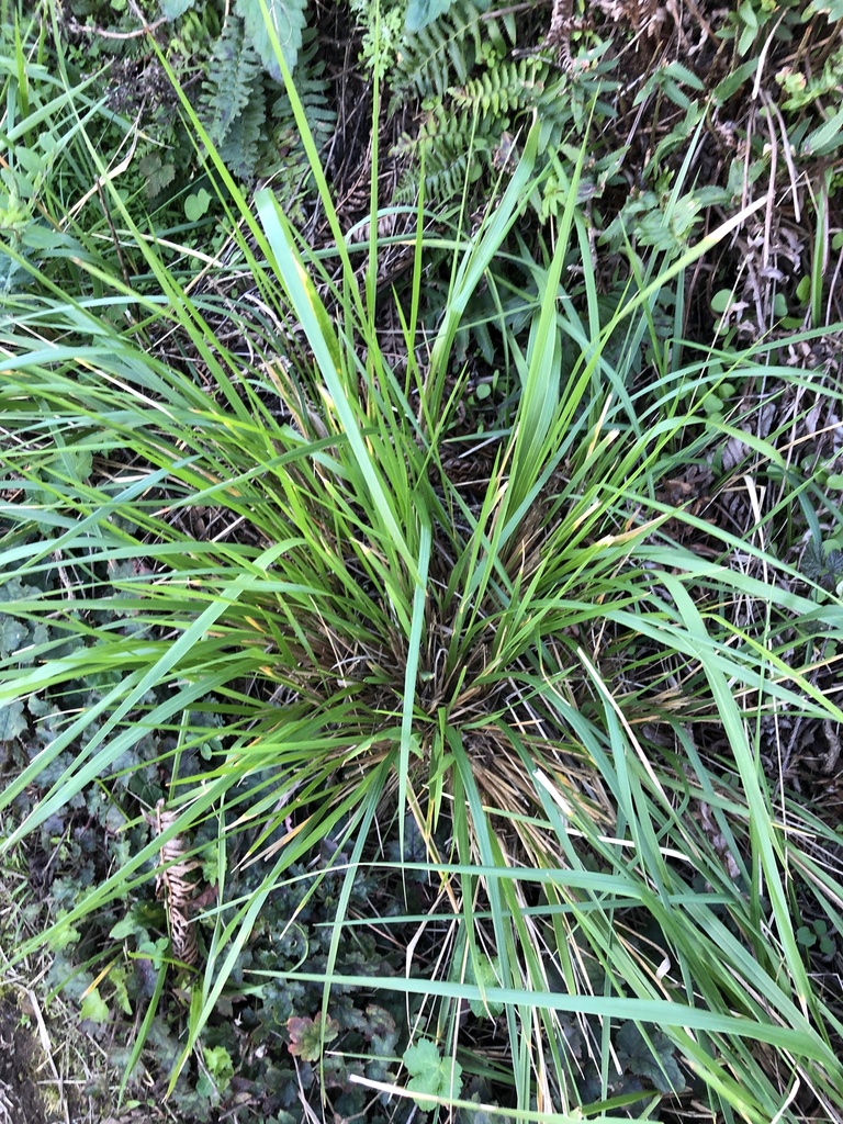 Calamagrostis nutkaensis (Pacific reed grass), native California grass