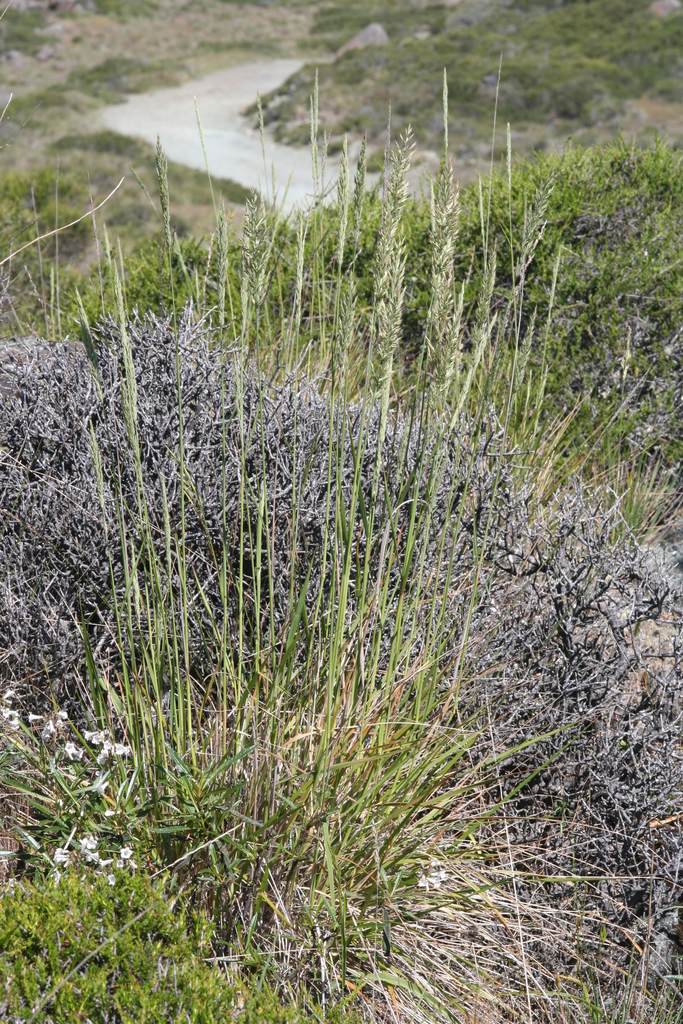 Calamagrostis ophitidis (Serpentine reed grass), native California grass