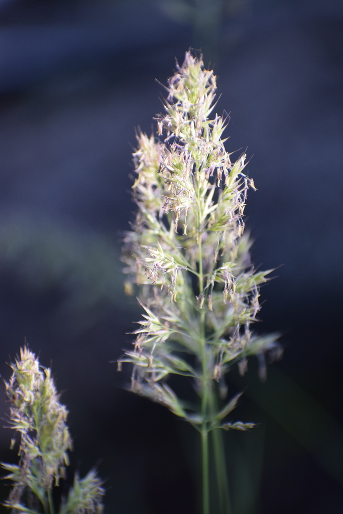 Calamagrostis purpurascens (Purple reed grass), native California grass