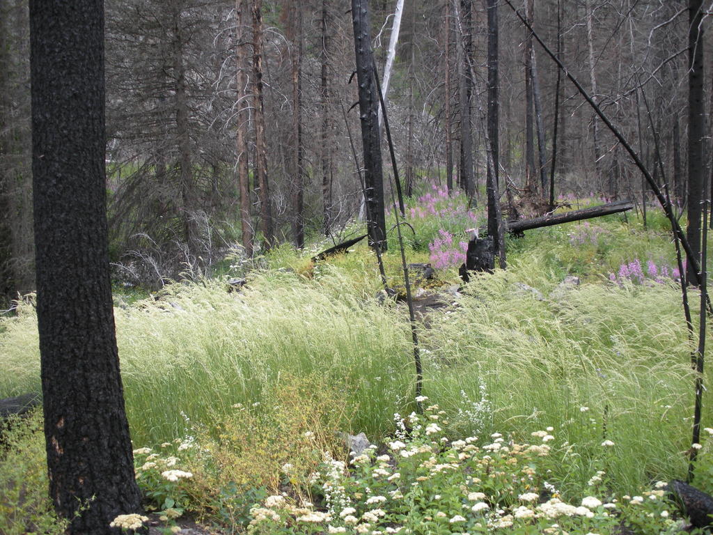 Calamagrostis rubescens (Pine reed grass), native California grass