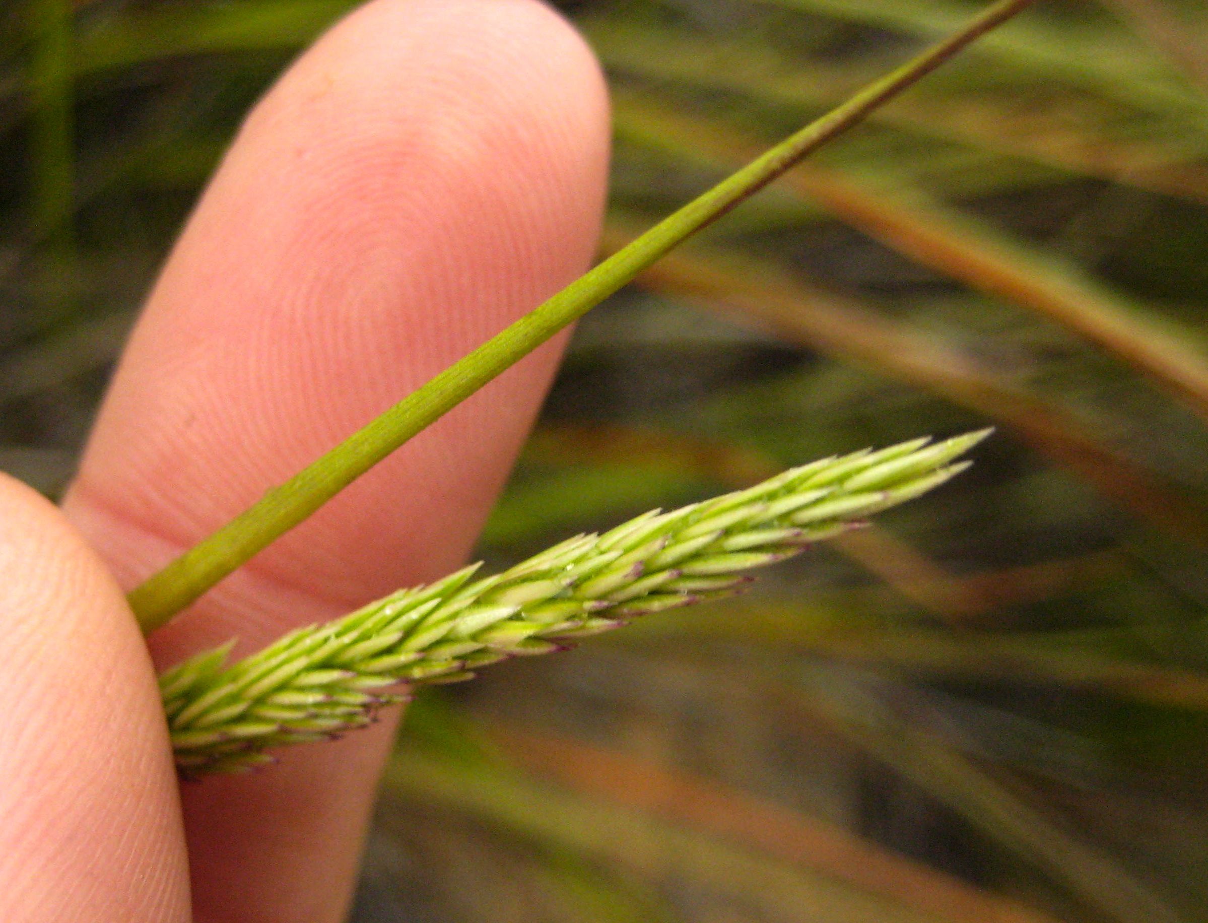 Calamagrostis sp. (Reed grass), non-native California perennial