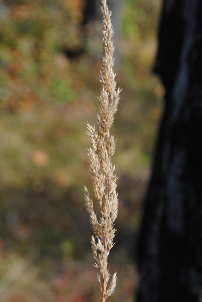 Calamagrostis stricta (Slipstem reed grass), native California grass