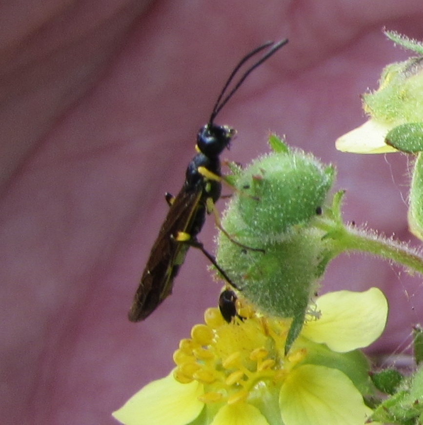 Calameuta clavata, California species