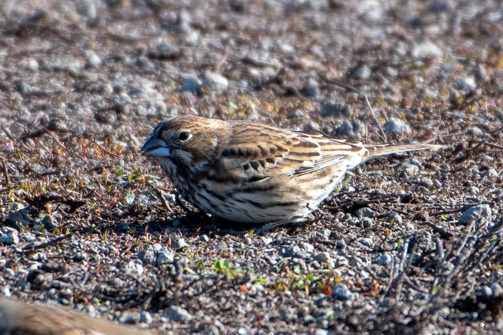 Calamospiza melanocorys (Lark Bunting), California species