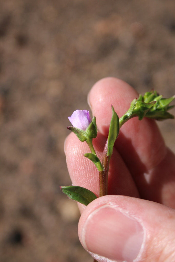 Calandrinia breweri (Brewer's calandrinia), native California herb