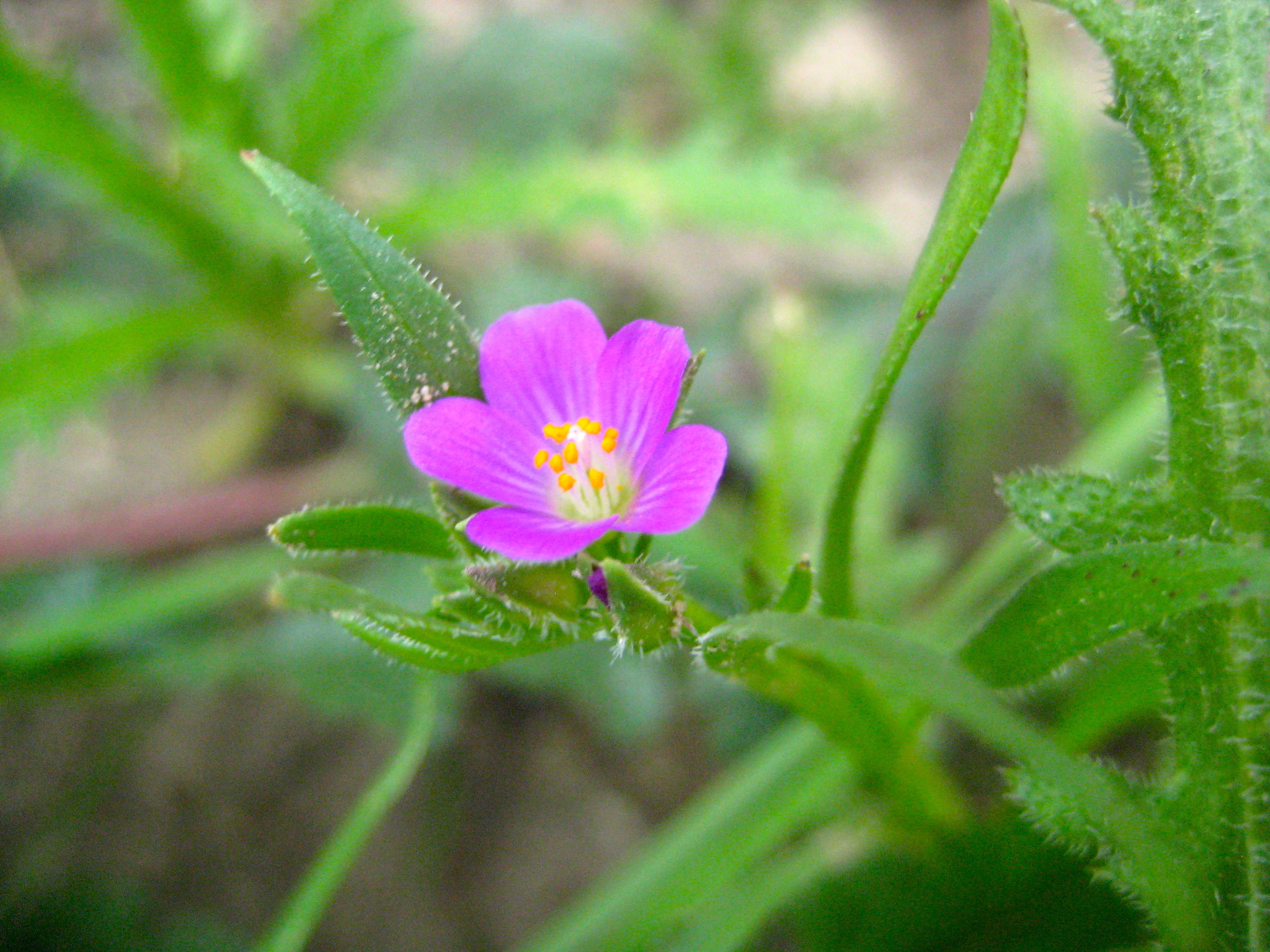 Calandrinia menziesii (Red maids), native California herb