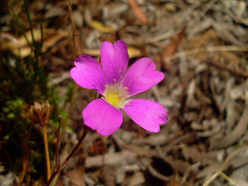 Calandrinia sp., non-native California perennial