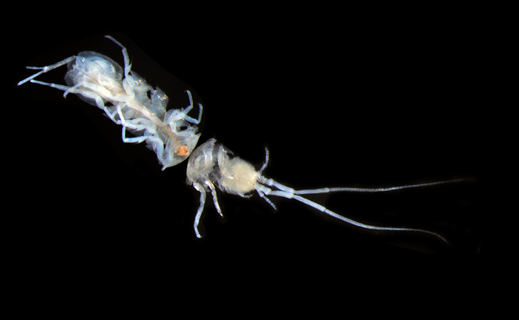 Calasellus longus (An Isopod), California species
