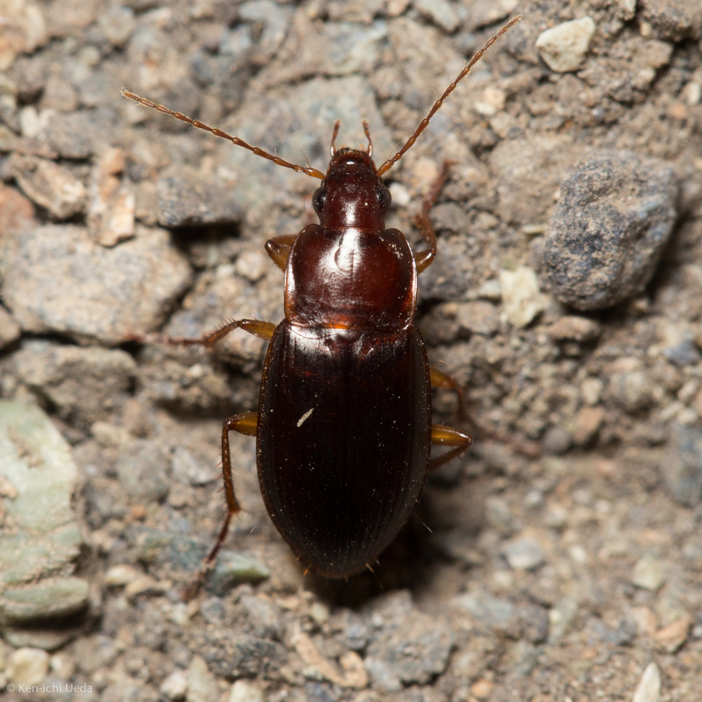 Calathus ruficollis, California species