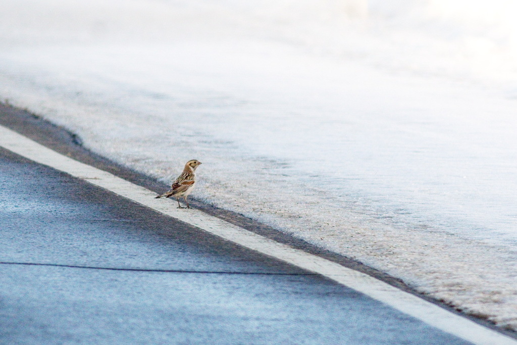 Calcarius lapponicus (Lapland Longspur), California species