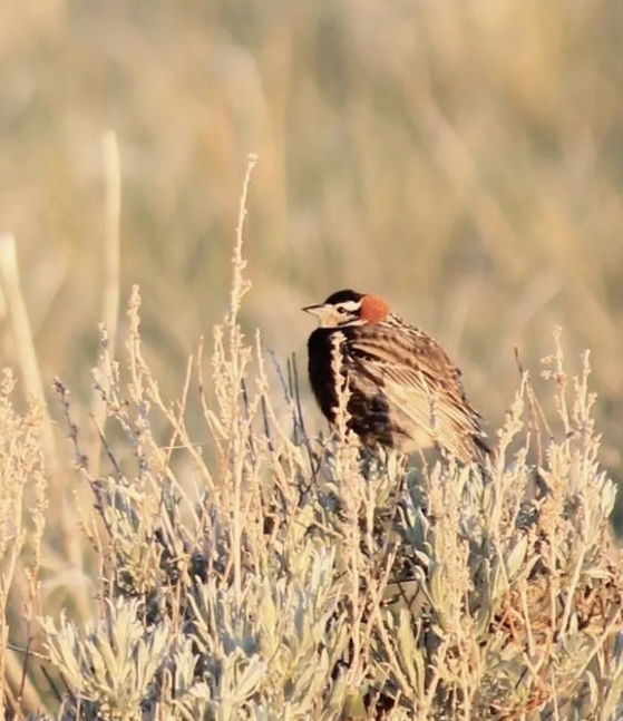Calcarius ornatus (Chestnut-collared Longspur), California species