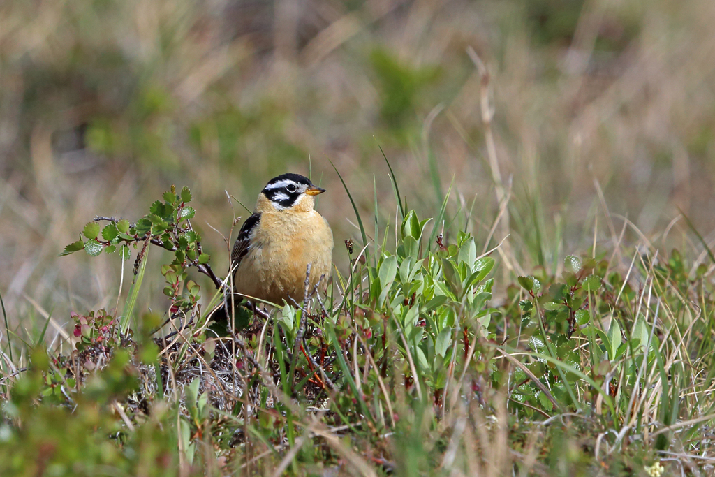 Calcarius pictus (Smith's Longspur), California species