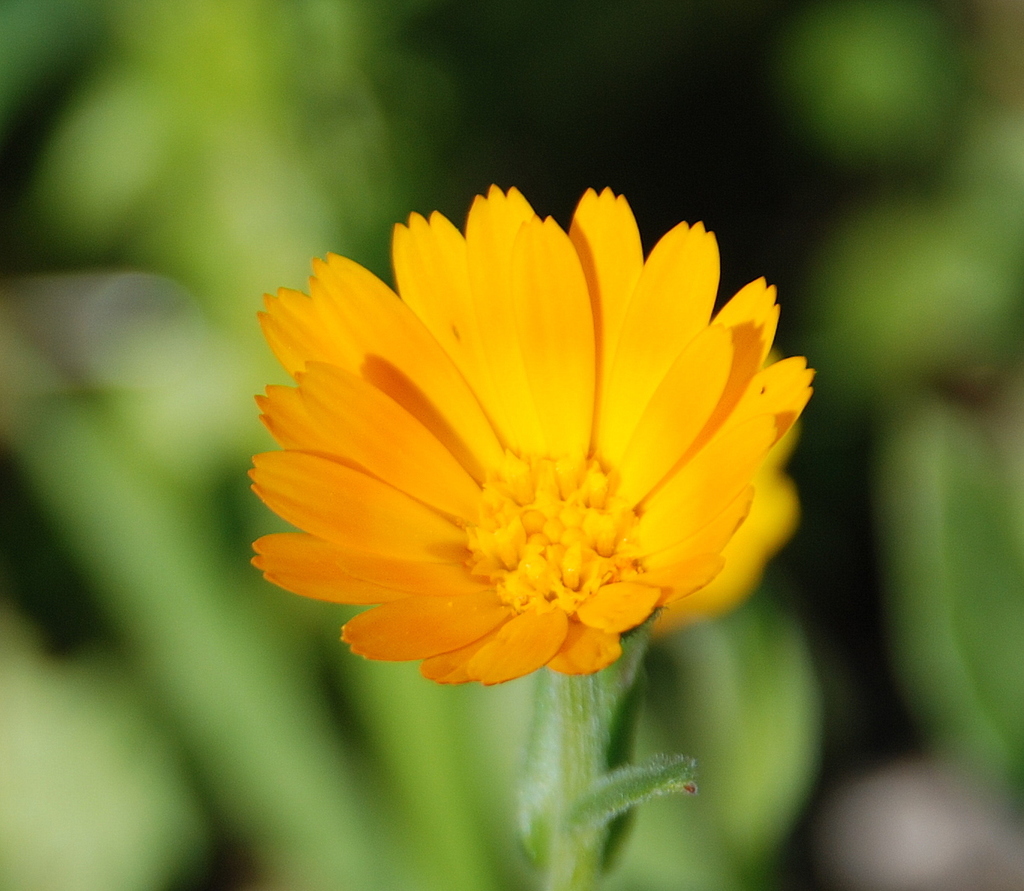 Calendula arvensis (Field-marigold), non-native California herb