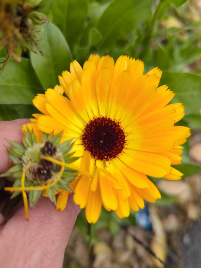 Calendula officinalis (Pot-marigold), non-native California herb