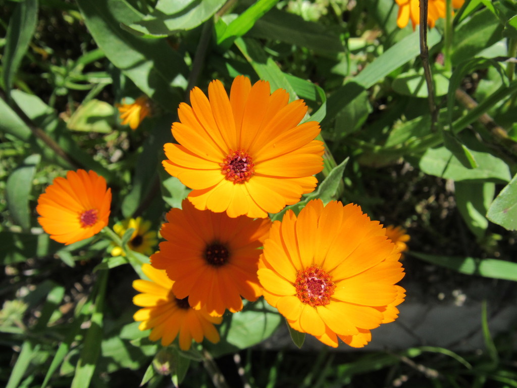 Calendula sp., non-native California perennial