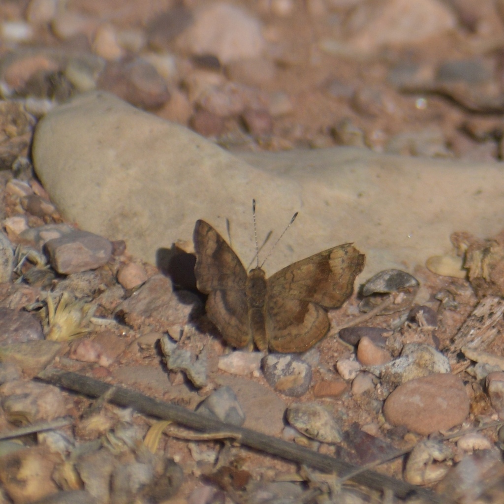 Calephelis nemesis (Fatal Metalmark), California species