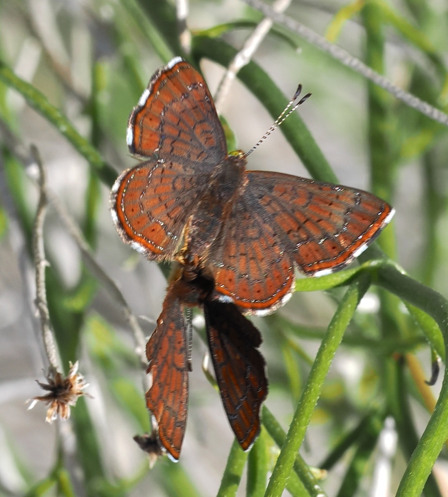 Calephelis wrighti (Wright's Metalmark), California species